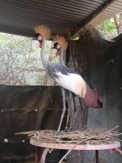 Casa Rural En El Campo Con Animales, Piscina Y Barbacoa Almodóvar del Río Extérieur photo