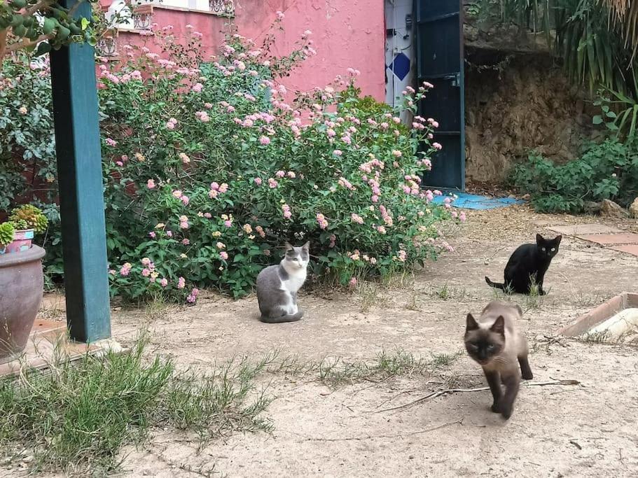 Casa Rural En El Campo Con Animales, Piscina Y Barbacoa Almodóvar del Río Extérieur photo