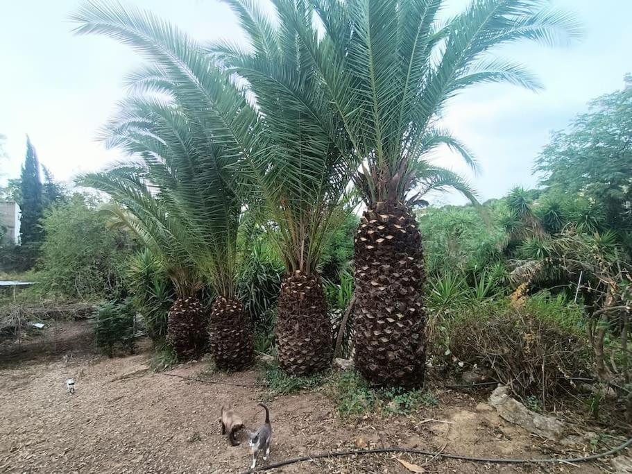 Casa Rural En El Campo Con Animales, Piscina Y Barbacoa Almodóvar del Río Extérieur photo