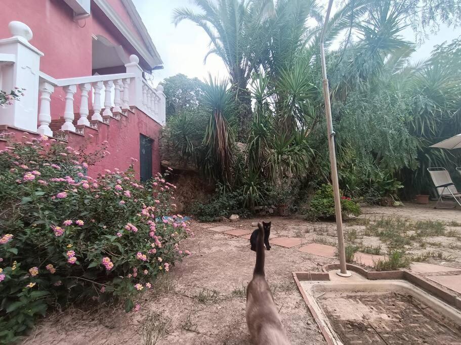 Casa Rural En El Campo Con Animales, Piscina Y Barbacoa Almodóvar del Río Extérieur photo