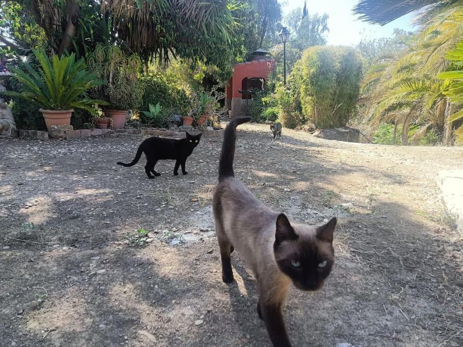Casa Rural En El Campo Con Animales, Piscina Y Barbacoa Almodóvar del Río Extérieur photo